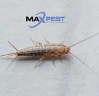 MAX Pest Control Toorak image 3